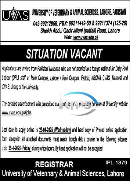 University of Veterinary & Animal Sciences Lahore UVAS Jobs 2025